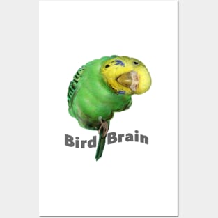 Bird Brain Posters and Art